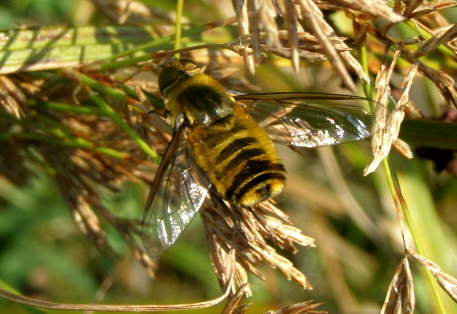 Villa del gruppo hottentotta (Bombilidae).